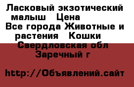 Ласковый экзотический малыш › Цена ­ 25 000 - Все города Животные и растения » Кошки   . Свердловская обл.,Заречный г.